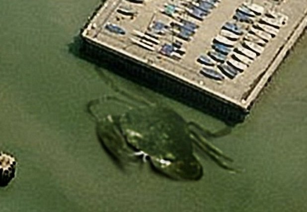 Je to skutečný krab? Nebo jen hoax?  Foto: twitter